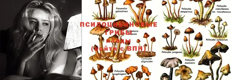 хочу наркоту  Малоярославец  Галлюциногенные грибы Psilocybine cubensis 